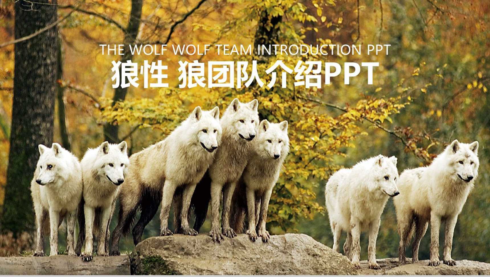 狼性狼团队企业文化团队精神PPT模板
